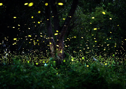 des lucioles dans une forêt